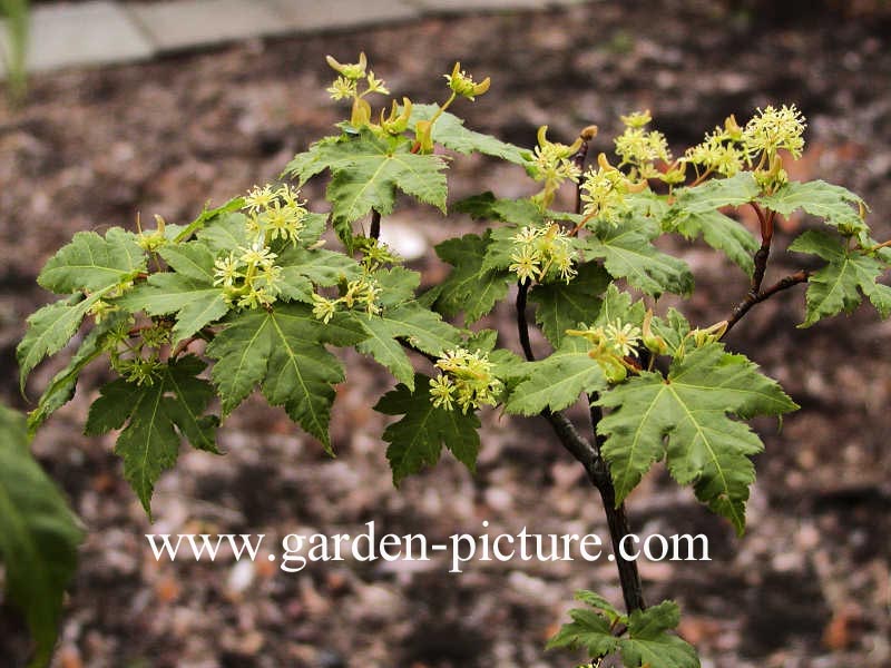 Acer tschonoskii