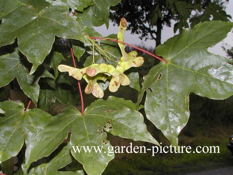 Acer zoeschense 'Annae'