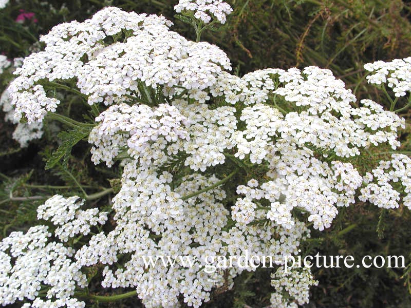 Achillea millefolium 'Hoffnung'