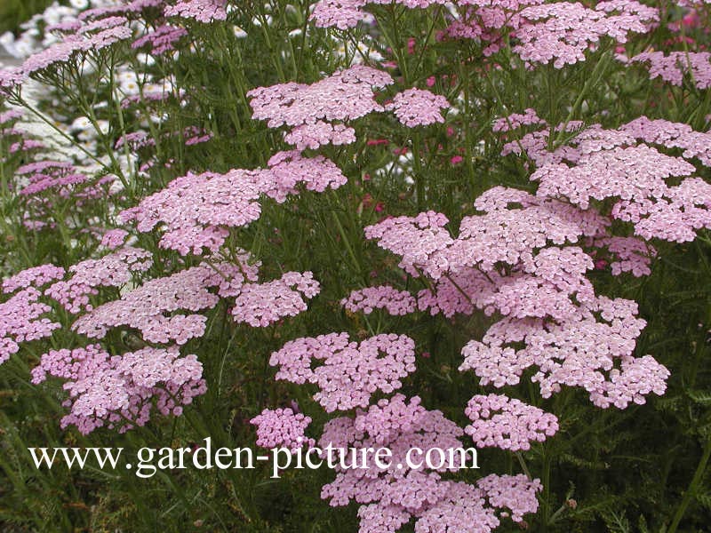 Achillea millefolium 'Lilac Beauty'