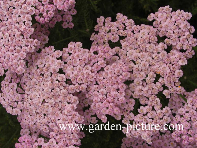 Achillea millefolium 'Lilac Beauty'