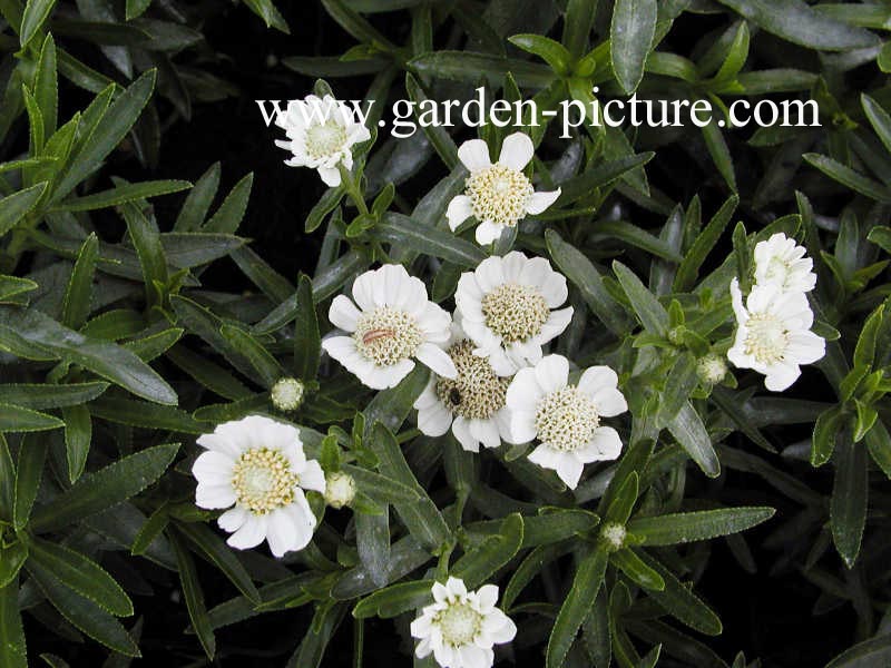 Achillea ptarmica 'Nana Compacta'