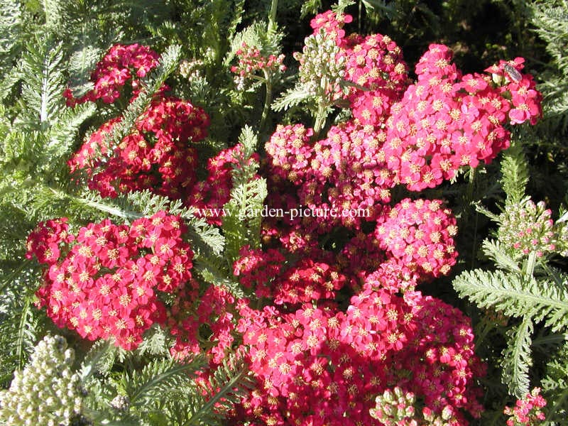 Achillea millefolium 'Red Velvet'