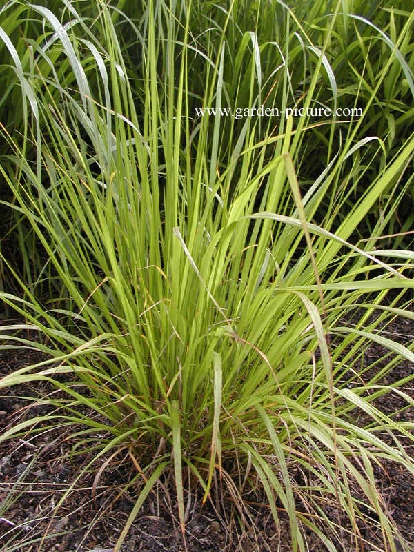 Calamagrostis brachytricha