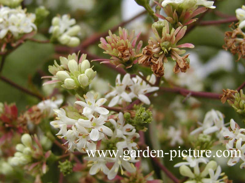 Heptacodium miconioides