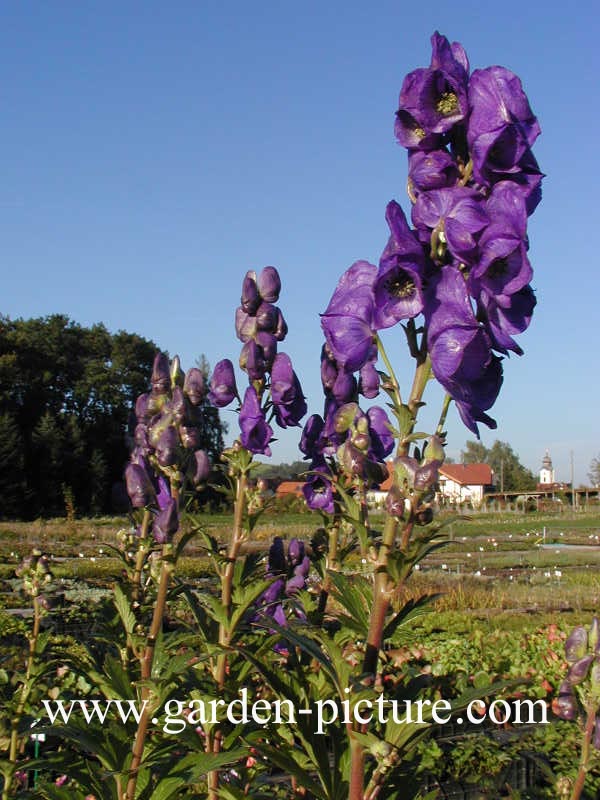 Aconitum carmichaelii 'Arendsii'