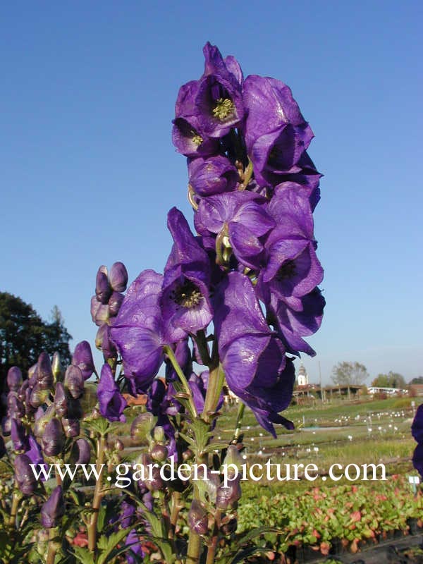 Aconitum carmichaelii 'Arendsii'