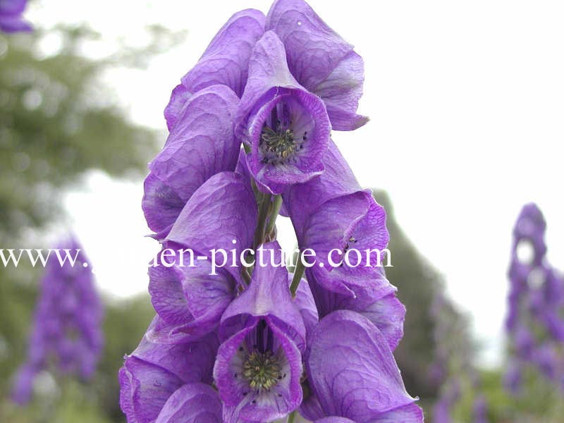 Aconitum carmichaelii 'Barker's Variety'