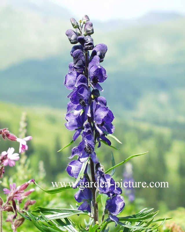 Aconitum napellus