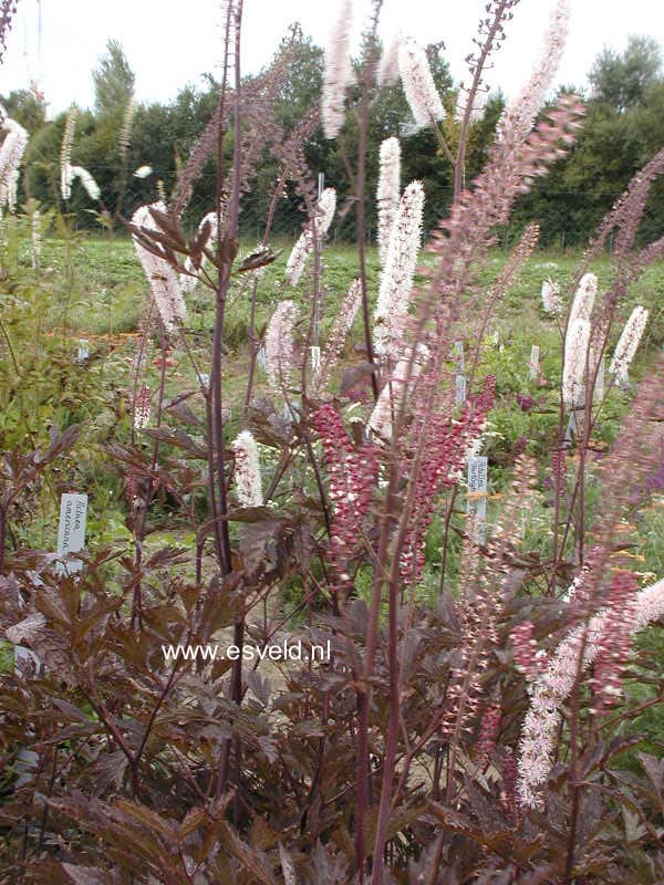 Actaea simplex 'James Compton'