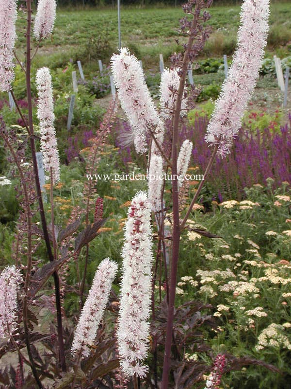 Actaea simplex 'James Compton'