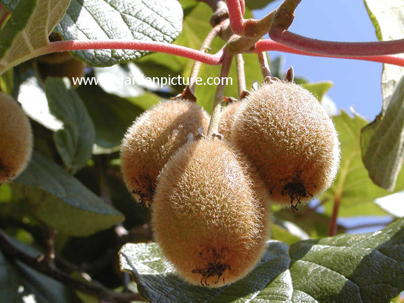 Actinidia deliciosa