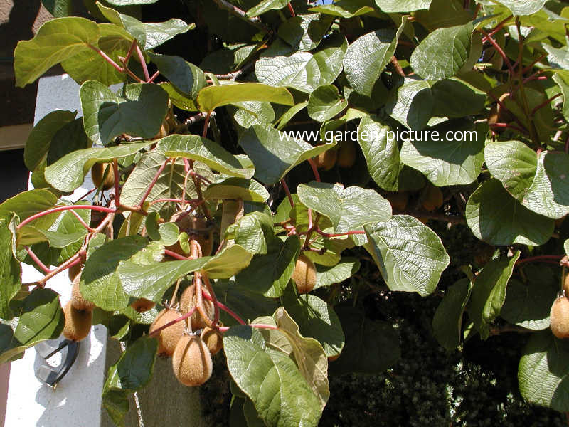 Actinidia deliciosa