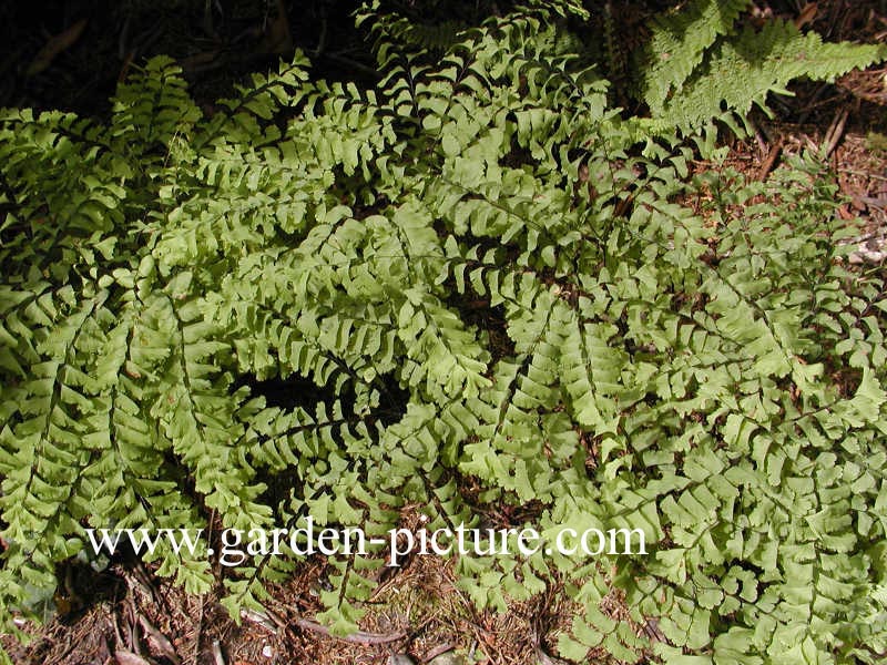 Adiantum pedatum