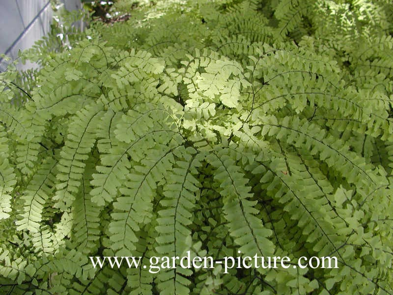 Adiantum pedatum