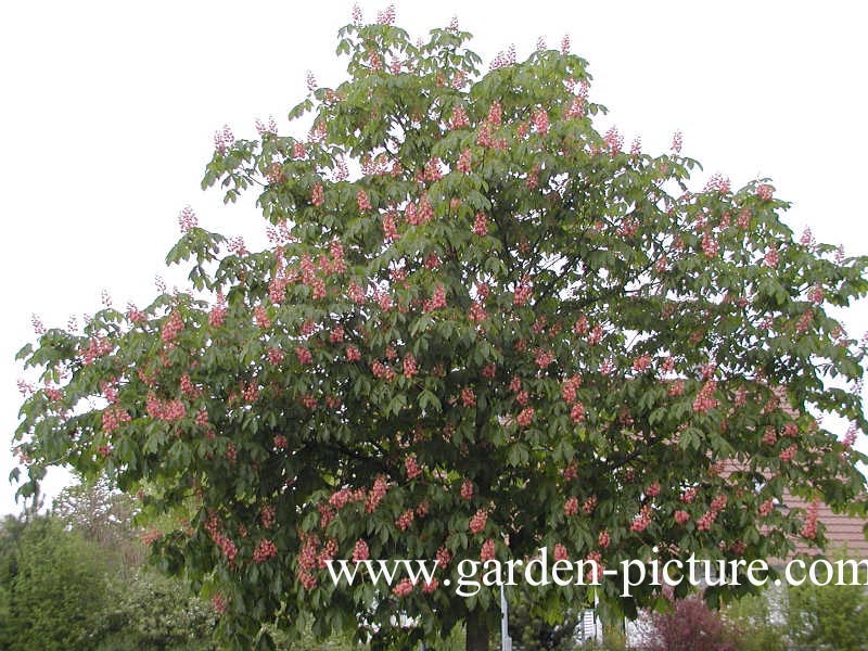 Aesculus carnea