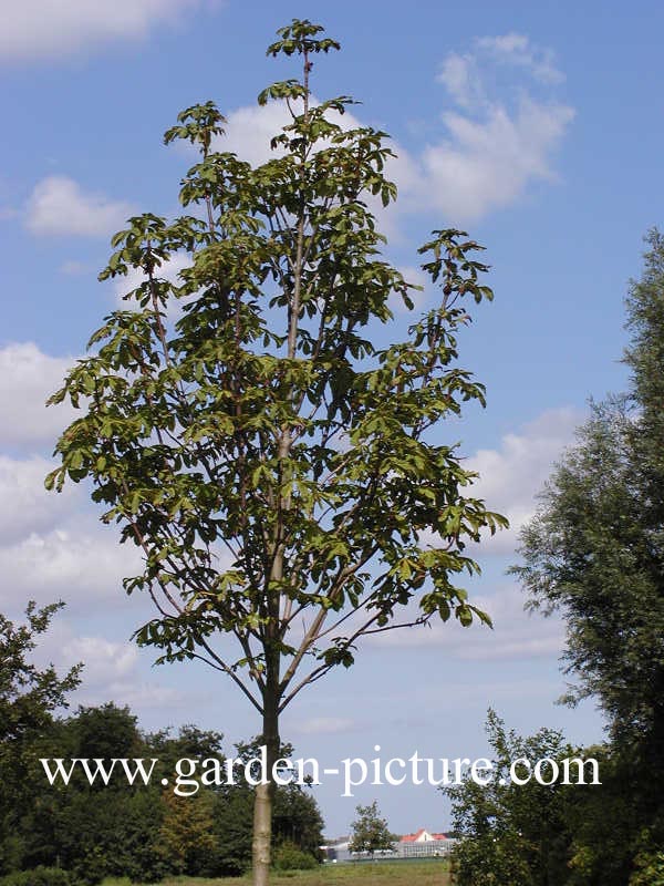 Aesculus hippocastanum 'Pyramidalis'