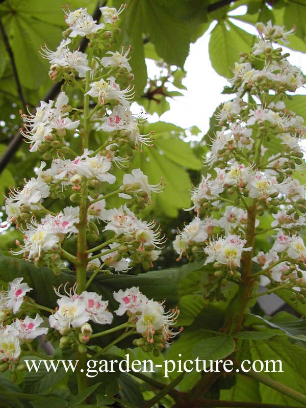 Aesculus hippocastanum