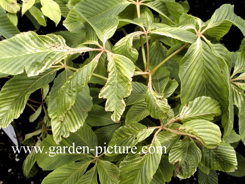 Aesculus neglecta 'Erythroblastos'