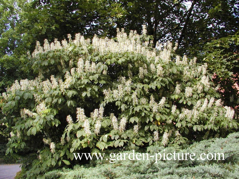 Aesculus parviflora