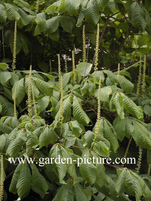 Aesculus parviflora