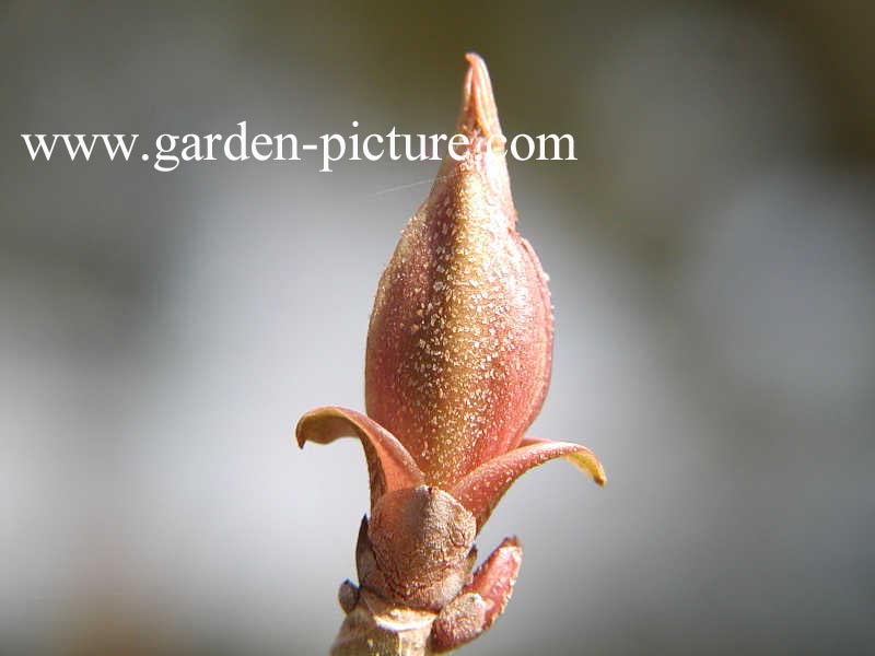 Aesculus parviflora