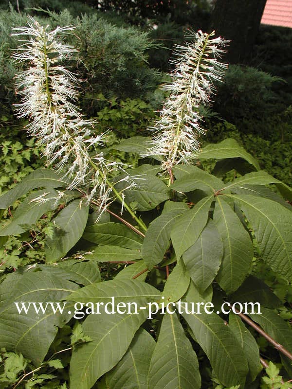 Aesculus parviflora