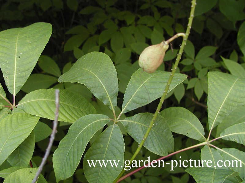 Aesculus parviflora