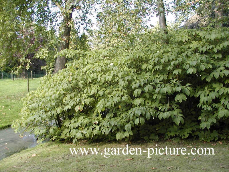 Aesculus parviflora