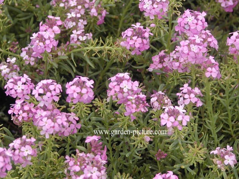 Aethionema armenum 'Warley Rose'