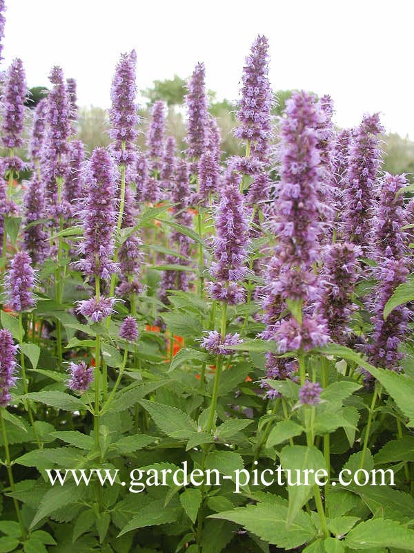 Agastache 'Blue Fortune'