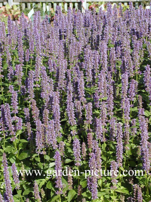 Agastache 'Blue Fortune'