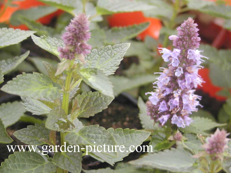 Agastache 'Blue Fortune'