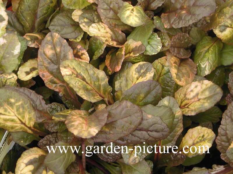 Ajuga reptans 'Multicolor'