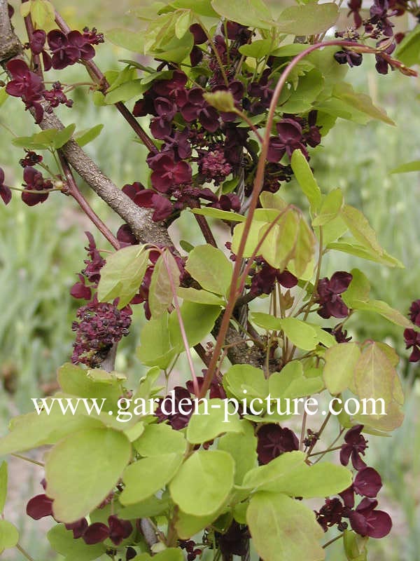 Akebia trifoliata