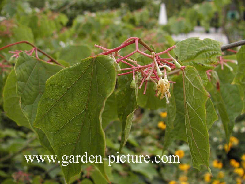 Alangium platanifolium