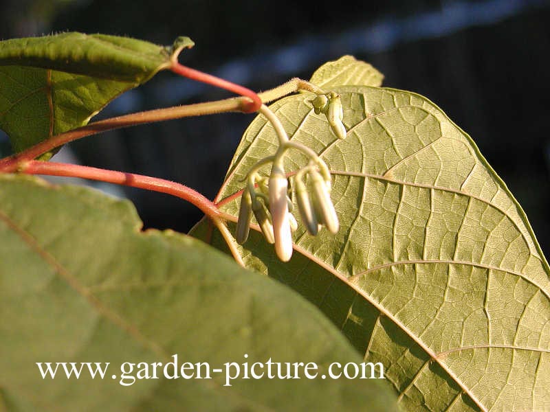 Alangium platanifolium