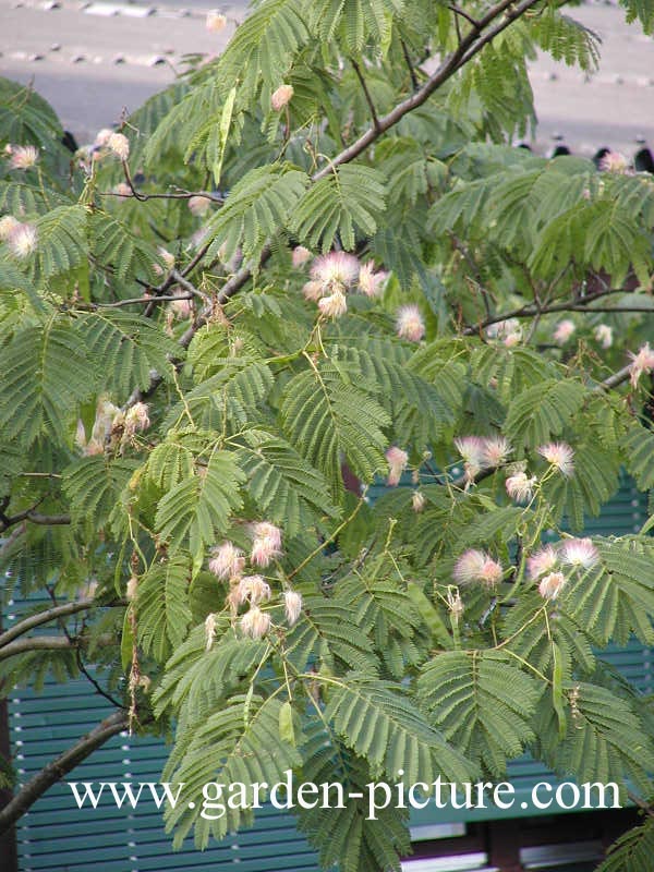 Albizia julibrissin