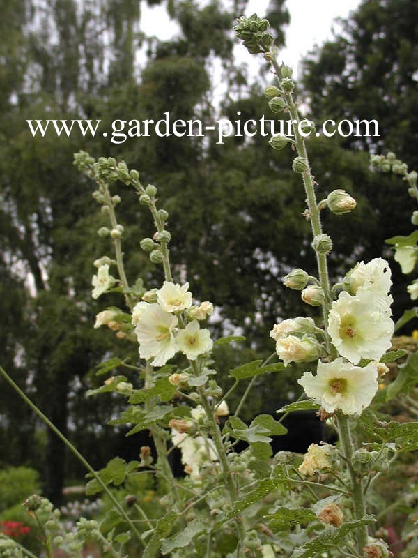 Alcea ficifolia