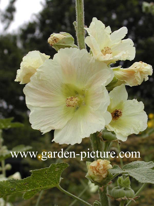 Alcea ficifolia