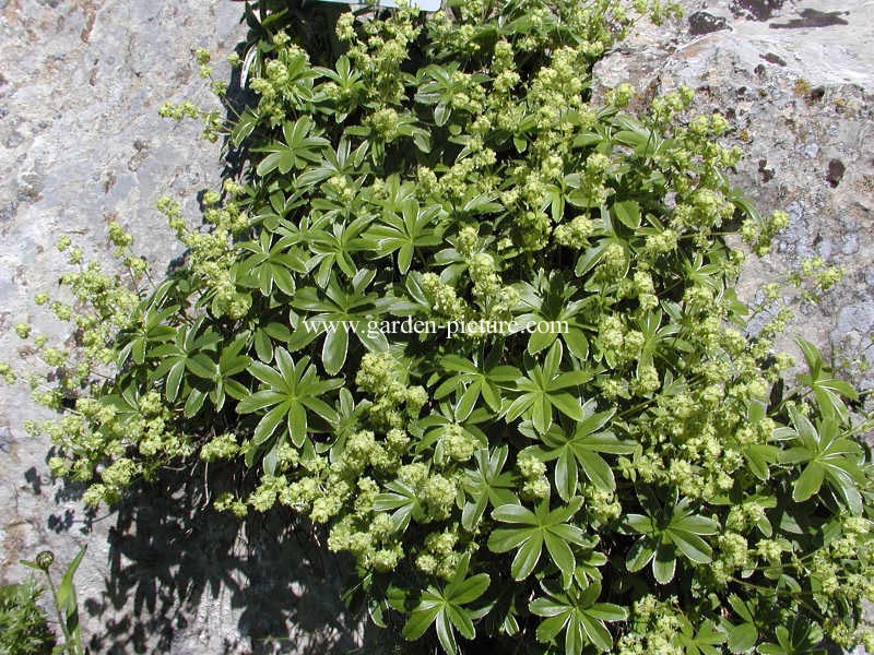 Alchemilla conjuncta