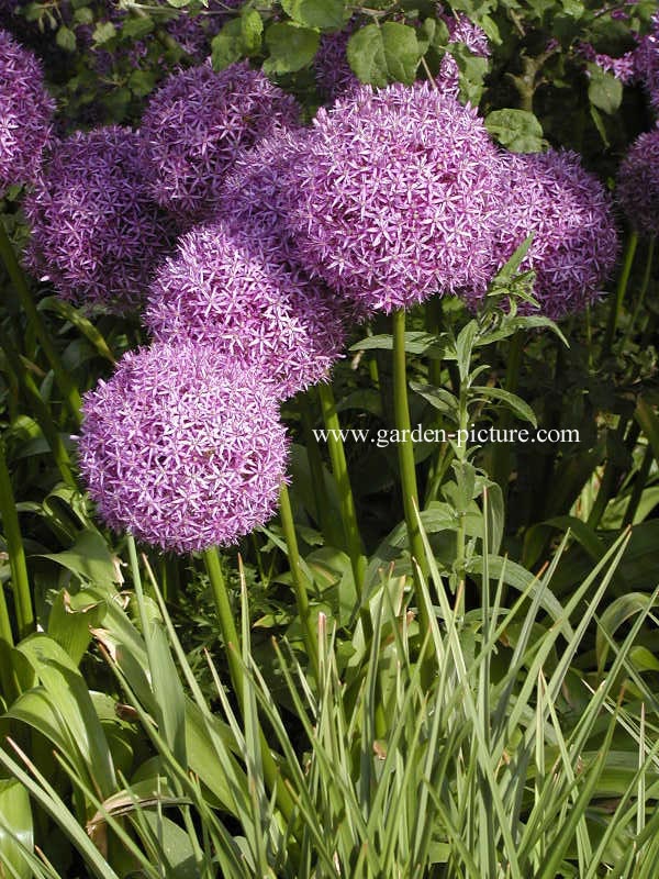 Allium giganteum