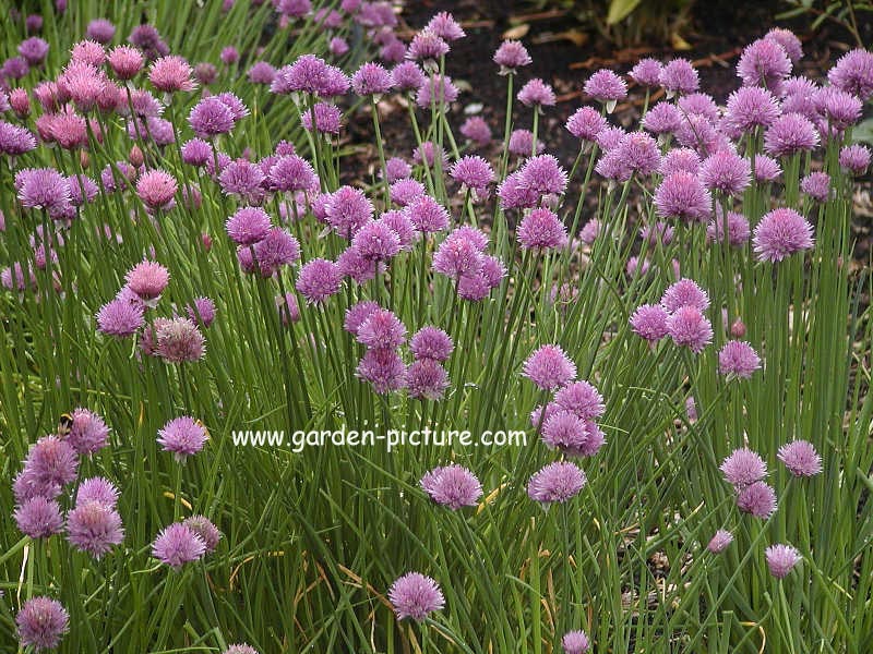 Allium schoenoprasum 'Forescate'
