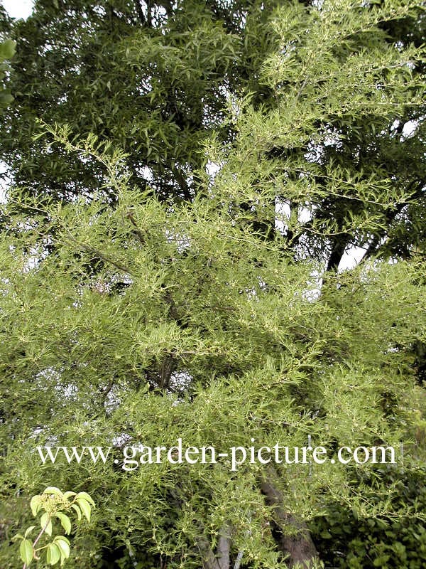 Alnus glutinosa 'Imperialis'