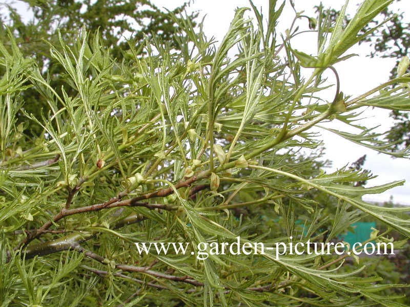 Alnus glutinosa 'Imperialis'