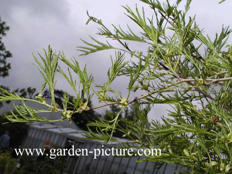 Alnus glutinosa 'Imperialis'