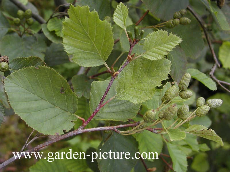 Alnus viridis