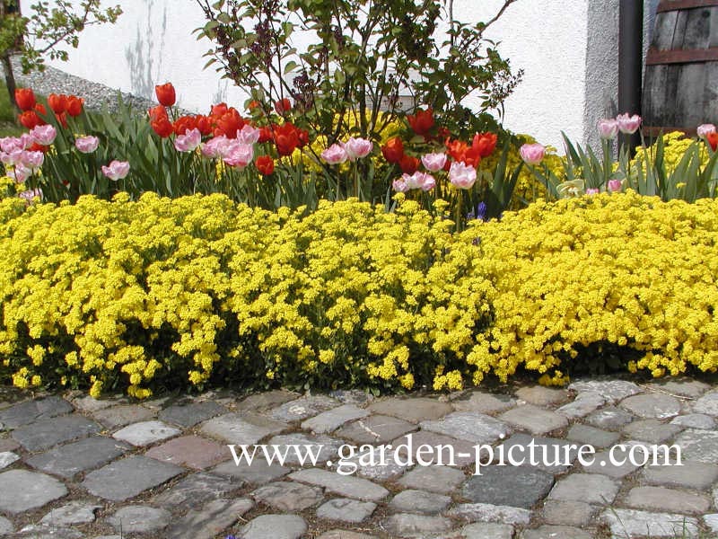 Alyssum montanum 'Berggold'