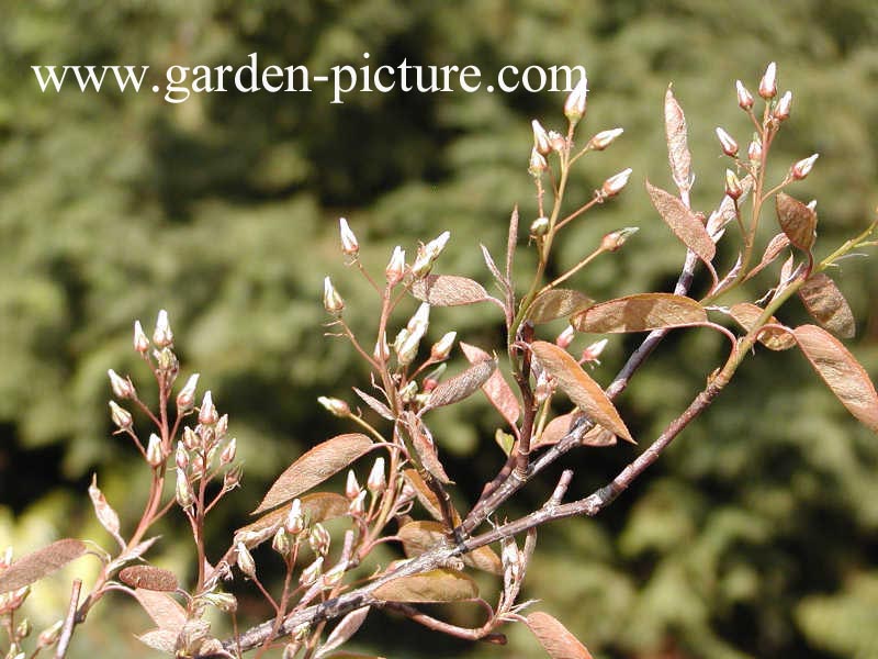 Amelanchier lamarckii