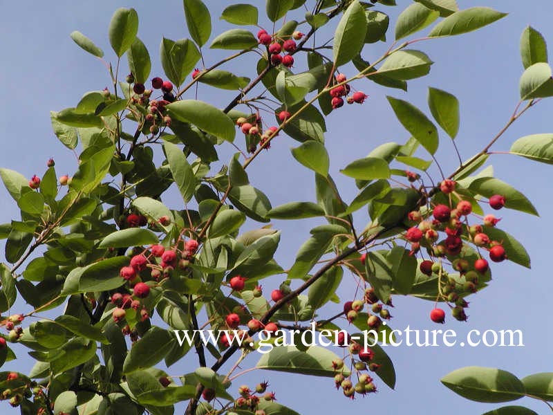 Amelanchier lamarckii